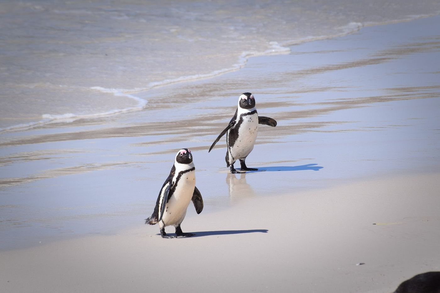 Boulders Beach