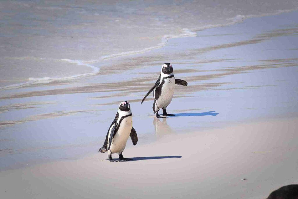 African penguins resting on Boulders Beach beside the False Bay coast