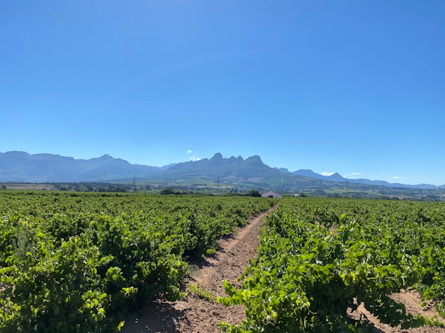 Stellenbosch