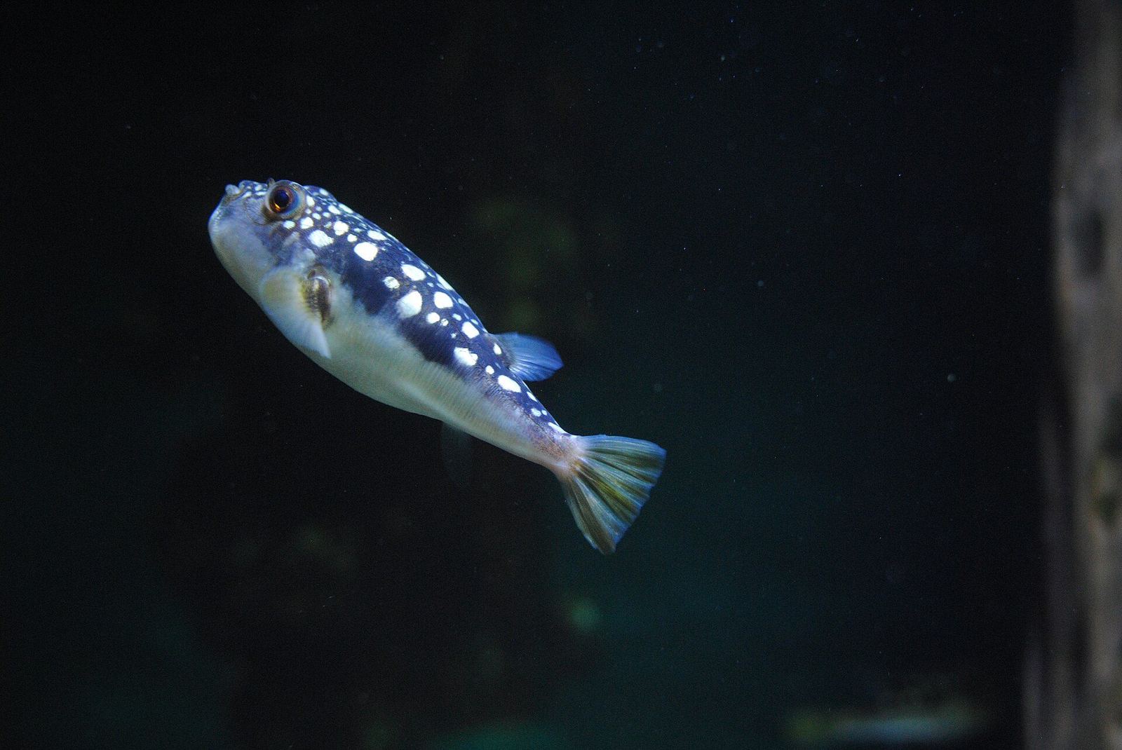 Two Oceans Aquarium