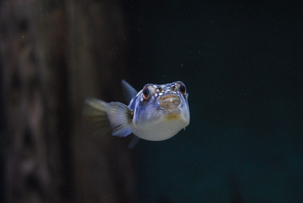 Two Oceans Aquarium Cape Town - Two Oceans Aquarium – Photo Two Oceans Aquarium 2