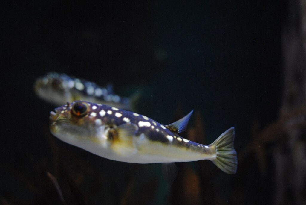 Two Oceans Aquarium Cape Town - Two Oceans Aquarium – Photo Two Oceans Aquarium 3