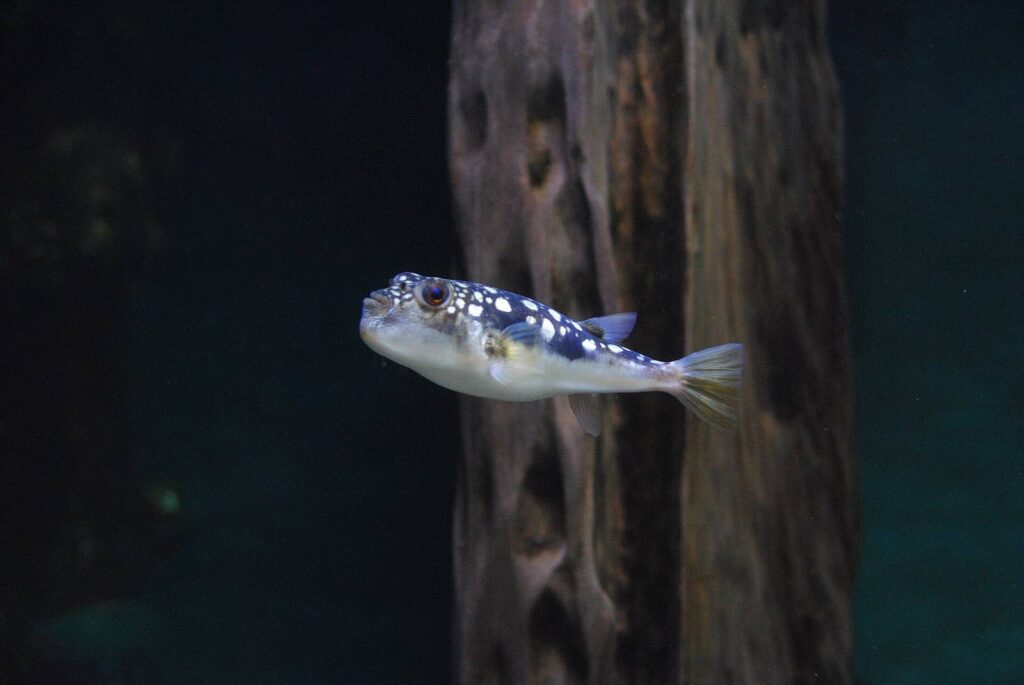 Two Oceans Aquarium Cape Town - Two Oceans Aquarium – Photo Two Oceans Aquarium 4