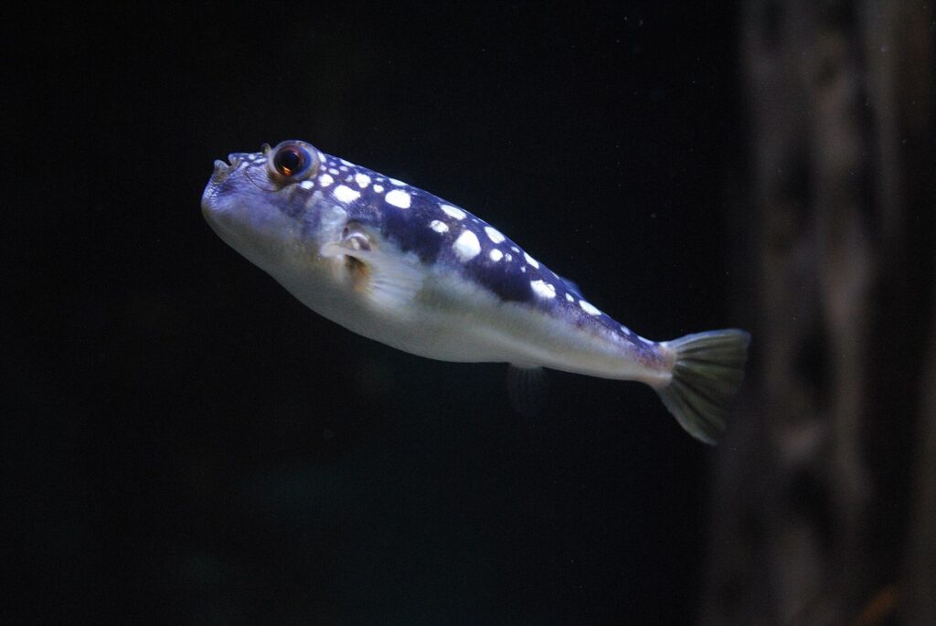 Two Oceans Aquarium Cape Town - Two Oceans Aquarium – Photo Two Oceans Aquarium 5