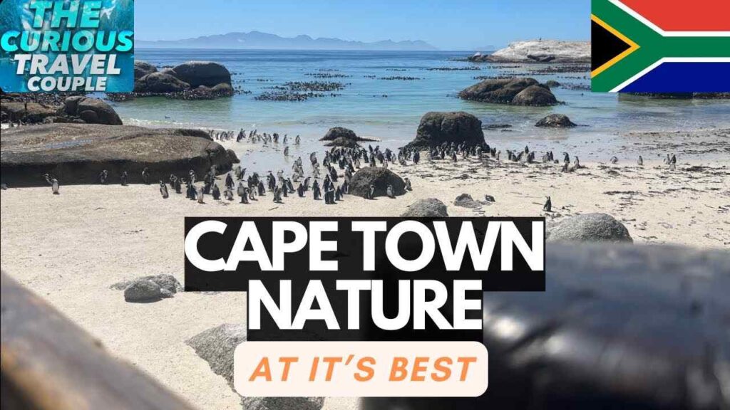 The Curious Travel Couple Cape Town Penguins and Peaks thumbnail